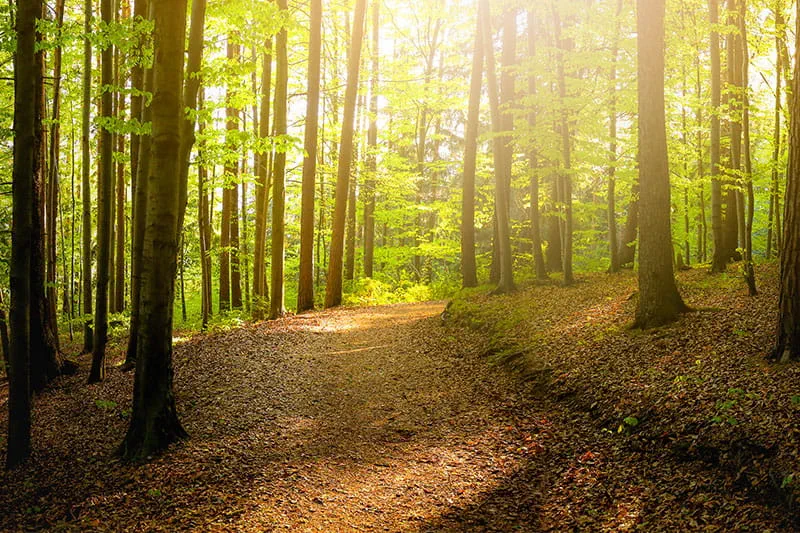 Skog